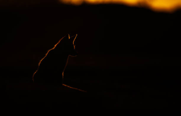 istock Silhouette of a red fox sitting in a meadow at sunset 1354588504