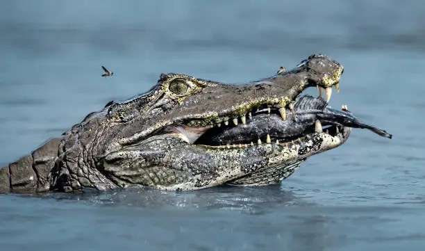 Close up of a Yacare caiman (Caiman yacare) eating piranha in a river, South Pantanal, Brazil.