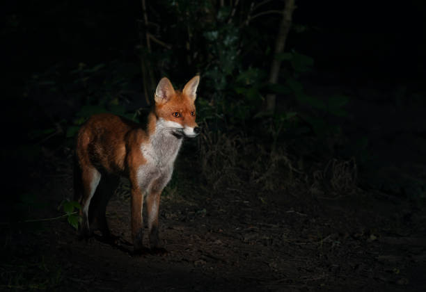 istock Close up of a Red fox cub in forest at night 1354588576