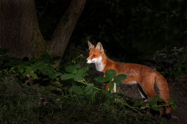 istock Close up of a Red fox cub in forest at night 1354588589