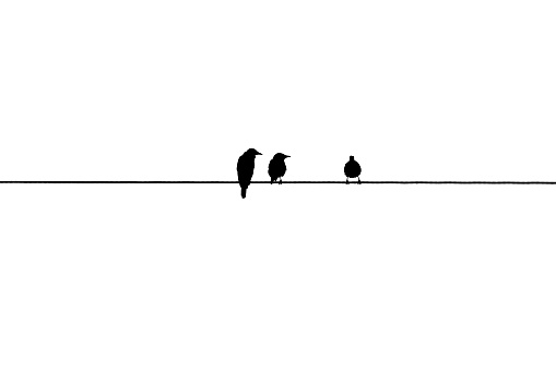 birds on a wire on white background, silhouette of birds