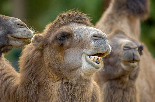 A ruminating camel in a group