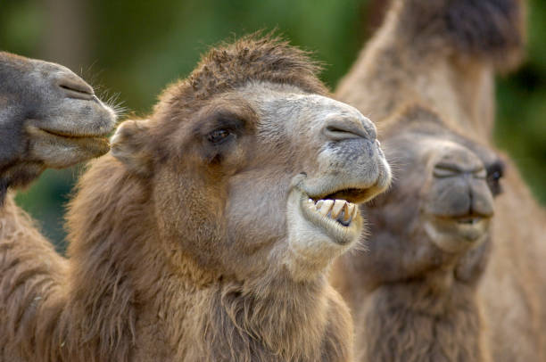 Kamel A ruminating camel in a group flared nostril photos stock pictures, royalty-free photos & images