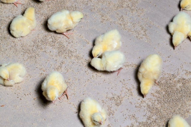istock young small chickens in a chicken meat factory 1354600075