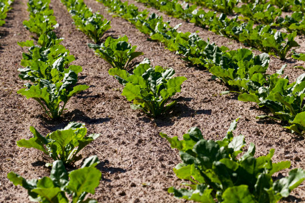 istock cultivation of sugar beet for the production 1354600414