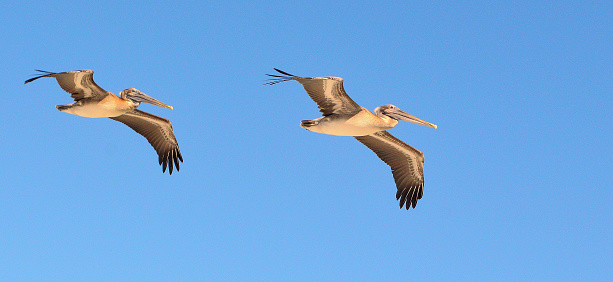 Two pelicans against a clear blue sky.