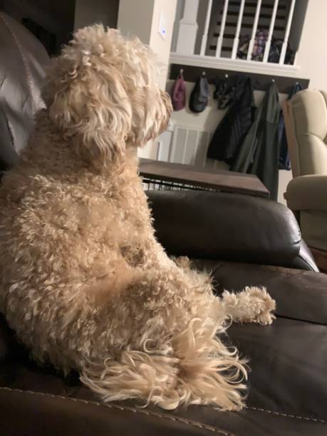 istock Sitting Like a Person 1354605862
