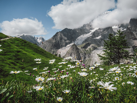 Spectacular valley of white and purple wildflowers blooming in the warm sun. In the background clouds and snow-capped mountains merge together.