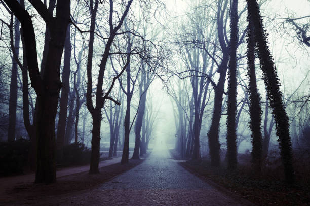 istock Park, Fog, Dark Forest 1354610747