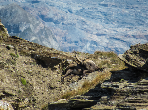 Shot of adult big-horned chamois lying on the ground resting in the sun. The chamois is a ruminant sheep mammal similar to the goat.
