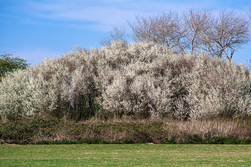 A flowering sloe bush in spring, framed by trees that are still bare.