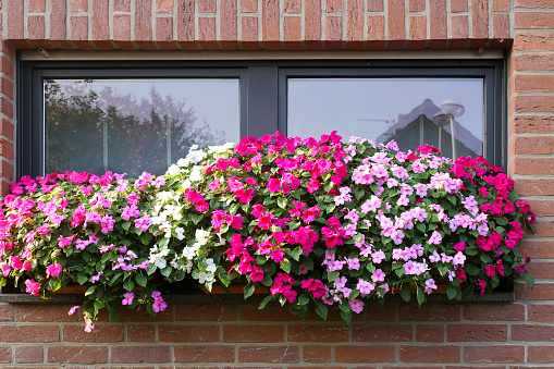 House window with  colorful Impatiens Flowers planted in a flower pot