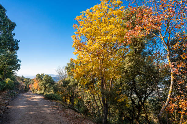 Carrascal Font Roja in Alcoy a holm oak tree forest Natural Park in autumn with yellow maple at Alicante of Spain