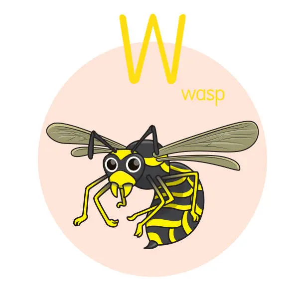 Vector illustration of Vector illustration of Wasp with alphabet letter W Upper case or capital letter for children learning practice ABC