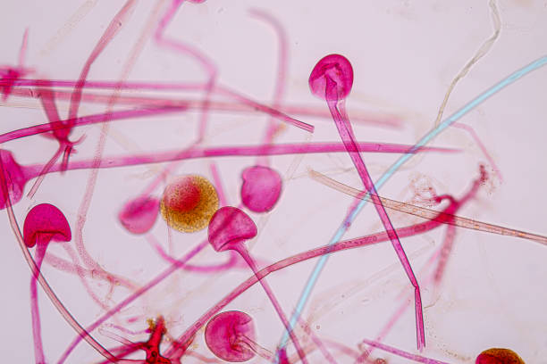 caratteristiche di rhizopus è un genere di funghi saprofiti comuni su slide al microscopio per l'educazione. - microscope slide foto e immagini stock