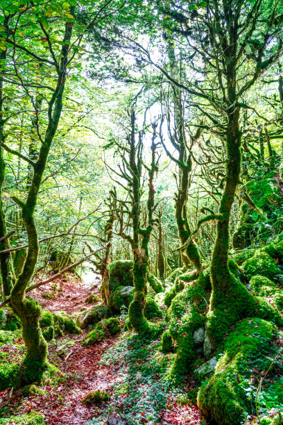 istock Selva de Irati in Navarra Pyrenees autumn beech forest 1354641417