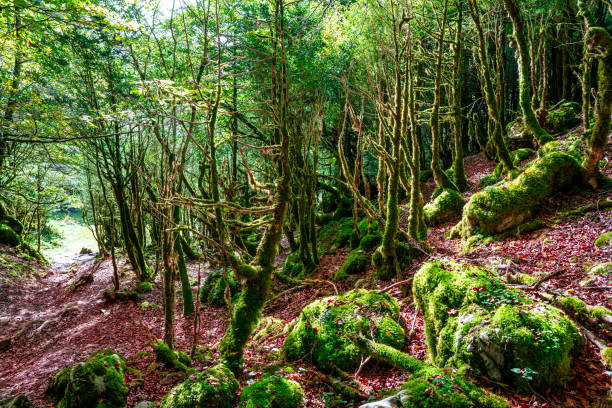 istock Selva de Irati in Navarra Pyrenees autumn beech forest 1354641436