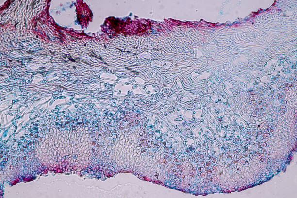 istock Characteristics of Lichen, hyphae and Symbiotic algae under the microscope for education. 1354641479