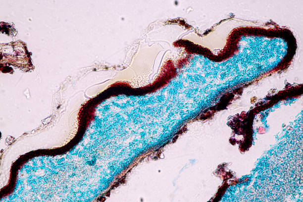 istock Characteristics of Lichen, hyphae and Symbiotic algae under the microscope for education. 1354641585