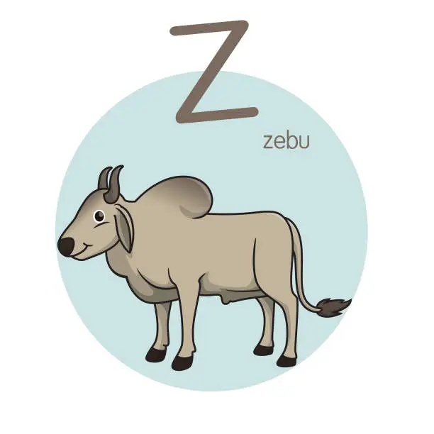 Vector illustration of Vector illustration of Zebu with alphabet letter Z Upper case or capital letter for children learning practice ABC