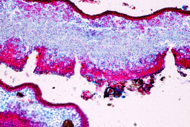 istock Characteristics of Lichen, hyphae and Symbiotic algae under the microscope for education. 1354641755