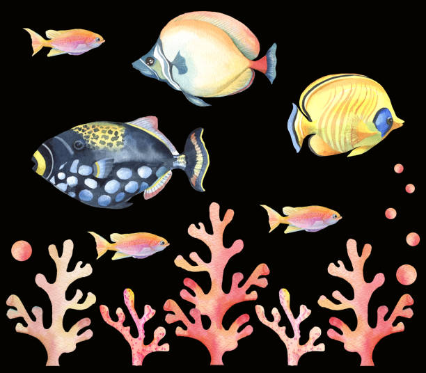 Set of colorful tropical fish on black background Seamless pattern. colorful tropical fish. pink corals. composition coral reef. watercolor underwater world. hand drawn. Isolated on black background. blue rose against black background stock illustrations