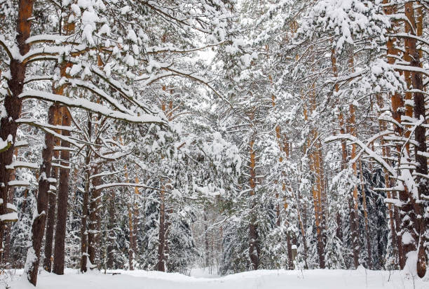 istock Winter forest with snow-covered pine trees and a walking path 1354643741