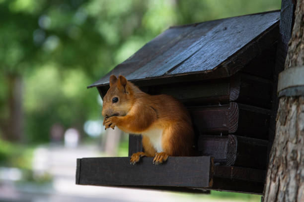 istock Beautiful red squirrel in the park. 1354644070
