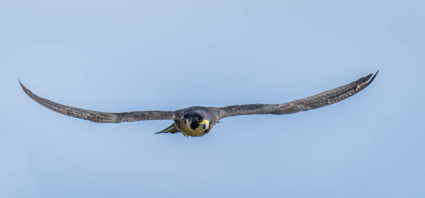 istock Peregrine Falcon in Flight 1354644151