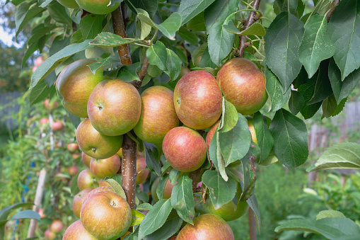 Harvest of red apples on a columnar apple tree in an orchard.