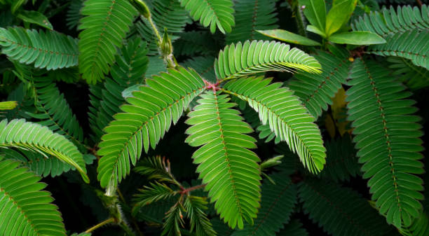 mimosa pudica mimosa pudica is a type of wild plant with small green leaves that reacts to frontal movements in its surroundings. This plant is easy to grow in tropical climates, contains microbes that are beneficial in agriculture and is commonly used as a natural remedy for several diseases. sensitive plant stock pictures, royalty-free photos & images