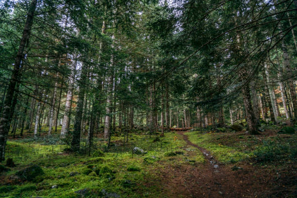 istock Path through the mountain in the forest, in aran valley, Catalonia, Spain 1354651178