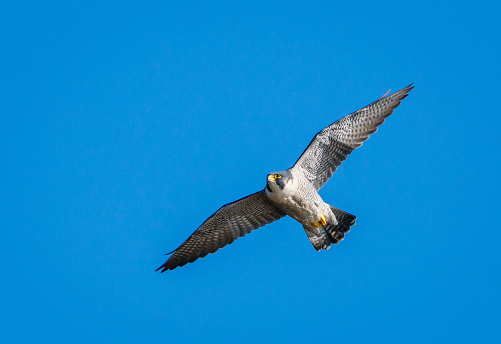 A Peregrine Falcon in Flight on the Hunt for Prey