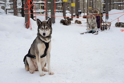 Rest time for Siberian Husky who are dog sled with blur background.