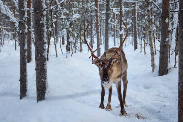 istock Red deer with snow  in winter forest. 1354652627