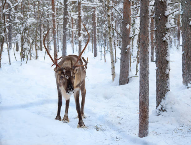 istock Red deer with snow  in winter forest. 1354652635