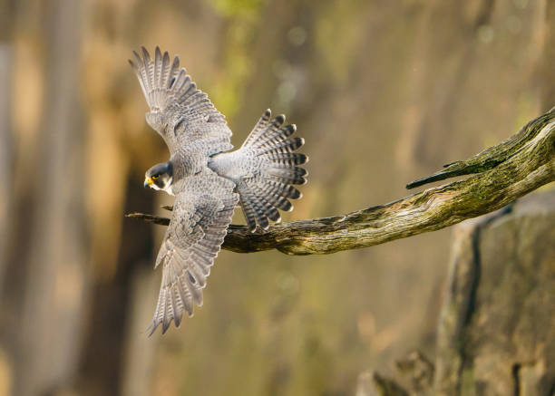 istock Peregrine Falcon Takeoff 1354652647