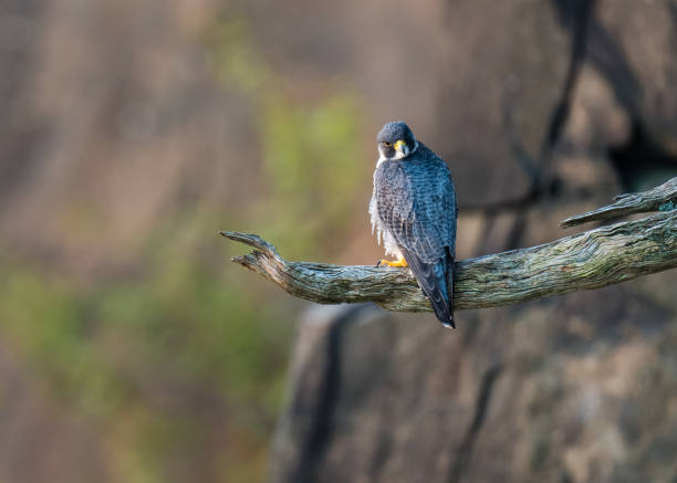 istock Peregrine Falcon 1354652657
