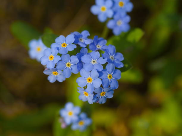 no me olvides, pequeña flor silvestre azul en el parque - myosotis sylvatica fotografías e imágenes de stock