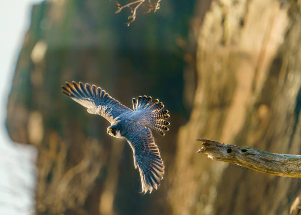 взлет сапсана - peregrine falcon фотографии стоковые фото и изображения