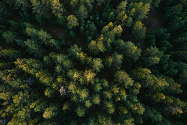 istock View from a height to the fir forest 1354659895