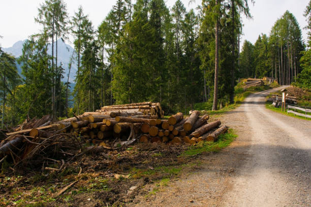 A freshly cut log with visible tree rings lying among dried leaves and forest debris. The soft bokeh of sunlight through the trees creates a warm and inviting woodland atmosphere.