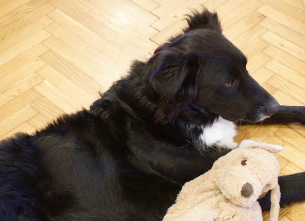 istock Dog with a toy 1354662774