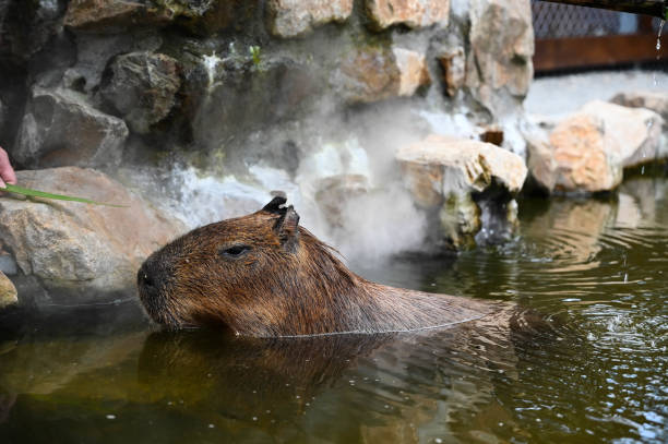 istock The cute capybara in the farm is taking a bath 1354665450