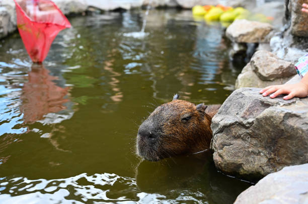istock The cute capybara in the farm is taking a bath 1354665461