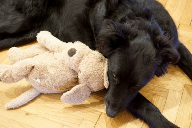 istock Dog with a toy 1354665472