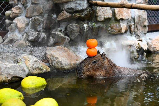 istock The cute capybara in the farm is taking a bath 1354666020