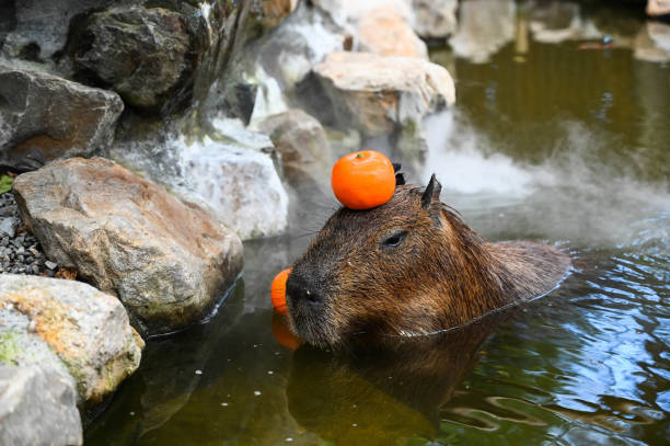 die süße capybara auf dem bauernhof nimmt ein bad - wasserschwein stock-fotos und bilder