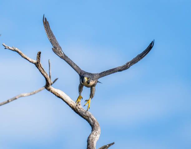 istock Peregrine Falcon Takeoff 1354667357
