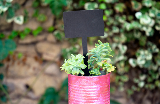 Cactus in flowerpot with a small blackboard to score